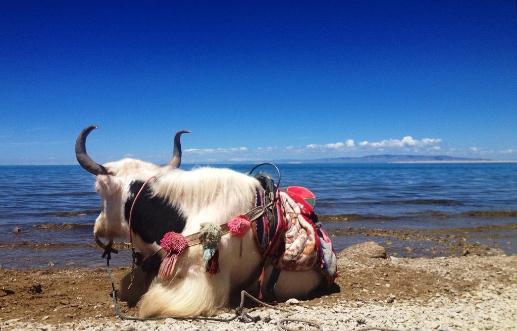 Qinghai Lake